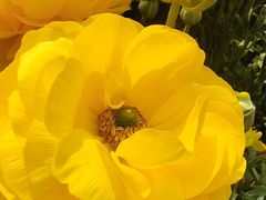 -星湖特色餐厅· 三岔湖环球融创天堂洲际酒店