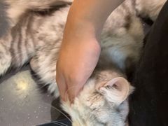 -御宝贝·A梦猫科宠物医院(国际猫友好医院)