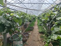 -马陆小张葡萄园农家乐