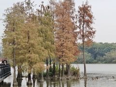-海珠湖公园