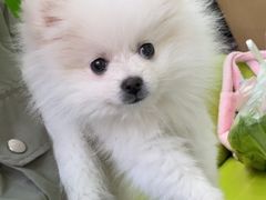 -唐小姐の猫狗洗护·购宠旗舰店(周浦万达店)