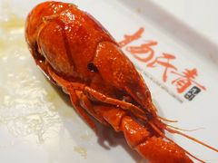 -杨氏青龙虾·羊蝎子(托乐嘉店)