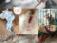-纳吉亚猫专科动物医院博雅分院