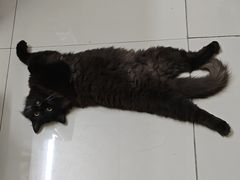 -乐琪宠物医院·犬猫专科·骨外科·急重症