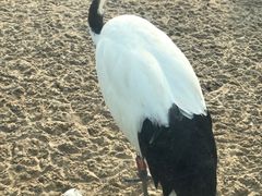 -盐城丹顶鹤湿地生态旅游区