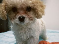 -翊宠yipet猫狗购宠庄园犬舍•猫舍