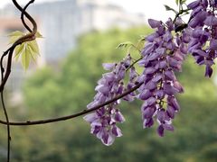 -西南交通大学(九里校区)