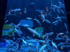 -香港海洋公园