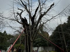 -上海佘山国家森林公园天马山园