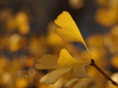 -腾爱熊猫咖啡生活馆(老东门店)