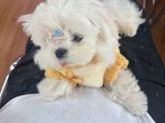 -宠颐生汉谟拉比宠物医院