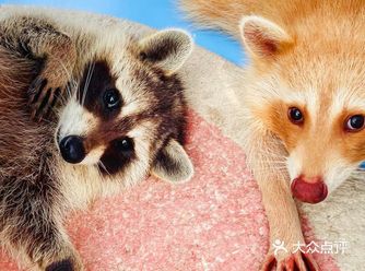 展览亮点：可以一边吃饭一边和动物玩  展览内容：豹猫