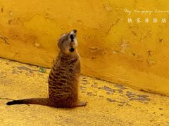 -北京野生动物园