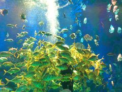 -芜湖新华联大白鲸海洋公园