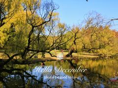 -上海共青森林公园