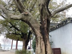 -无锡蠡湖国家湿地公园-蠡园