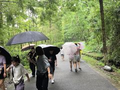 -都江堰中华大熊猫苑