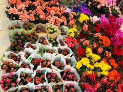 -双季花艺园艺市场(浦东店)