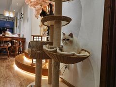 大堂-猫小主咖啡·猫咖cat cafe(福田店)
