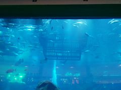 -迪拜水族馆及水下动物园