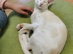 -猫和宫(六道口店)
