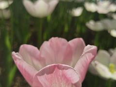 -南通洲际绿博园