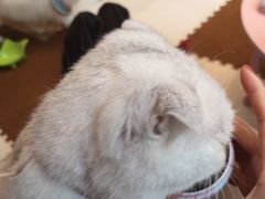 -囡的喵喵酱·萌宠生活馆·宠物洗护美容(胶州路店)