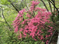 -木兰云雾山