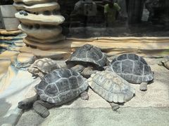 -大连森林动物园