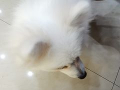 -艾贝尔宠物医院(华府骏苑店)