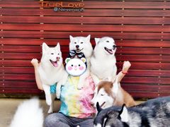哈士奇-TrueLove @ Neverland (Husky Cafe)