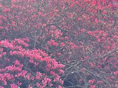 -木兰云雾山
