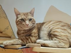 -滚猫咖啡·猫咖·猫友好撸猫(未来城店)