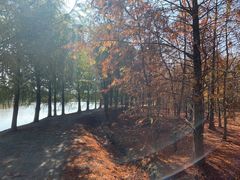 -上海海湾国家森林公园