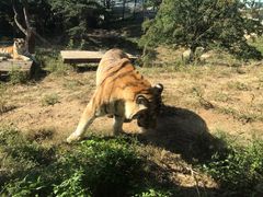 -大连森林动物园