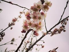 阿林果蔬园-阿林有机农庄