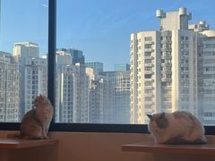 -有喵·猫咖·狗咖·30几只猫10只小狗(岗厦店)