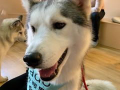 -Husky Go! 哈士奇体验馆·宠物咖啡厅狗咖