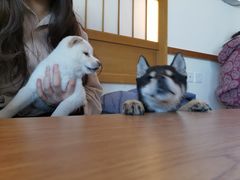 -柴犬小屋·柴餐厅·狗咖食堂(金鼎广场店)