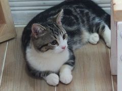 -李小姐の猫咖啡馆(五角场店)