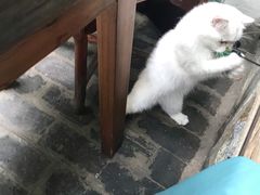 -喵屿·大理花园猫咖