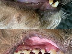 -东莞宠友24H宠物中心医院·转诊夜诊·异宠(新河北路院)