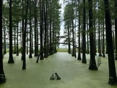 -渌洋湖湿地公园