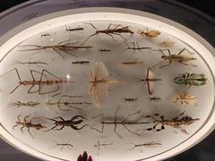 -美国自然历史博物馆