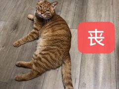 -纳吉亚猫专科动物医院博雅分院