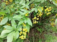 -商洛老君山旅游风景区