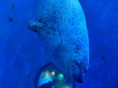 -海合安青岛极地海洋公园