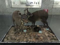-广东中医药博物馆