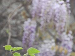 -上海鲁迅故居