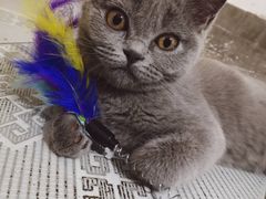 -瑞派名望志远动物医院·猫科·內科·异宠专科(直港大道店)
